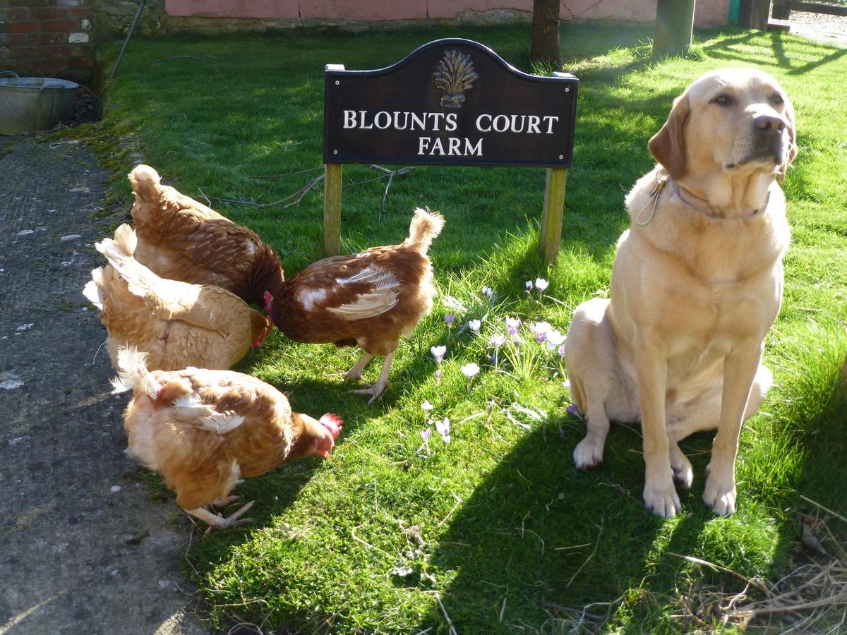Blounts Court Farm Bed & Breakfast Devizes Eksteriør bilde